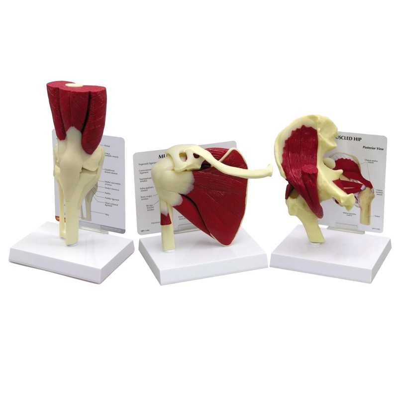 Muscled Joint Anatomy Model Bundle – Myaskro