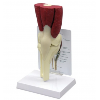 Knee Anatomy & Pathology Bundle - Myaskro