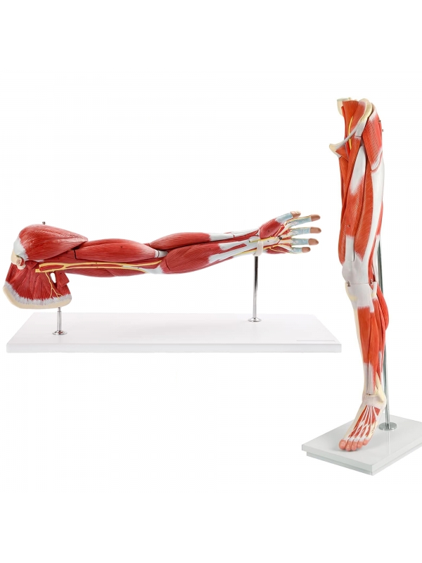 MYASKRO Arm & Leg Musculature Anatomy Model Set (Life-size | Removable into Multiple Parts)