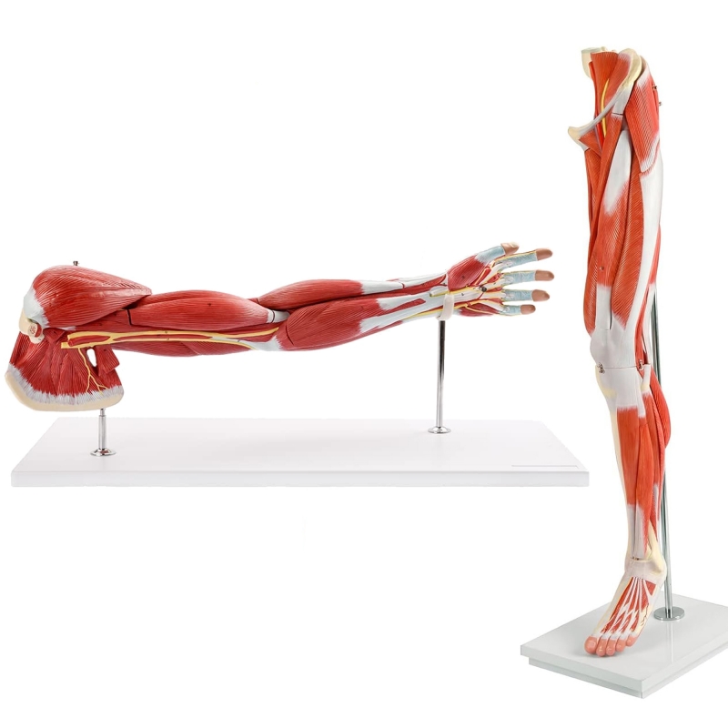 MYASKRO Arm & Leg Musculature Anatomy Model Set (Life-size | Removable into Multiple Parts)