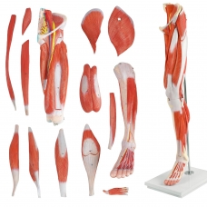 Muscular Leg Anatomy Model With Nerves & Vessels - MYASKRO