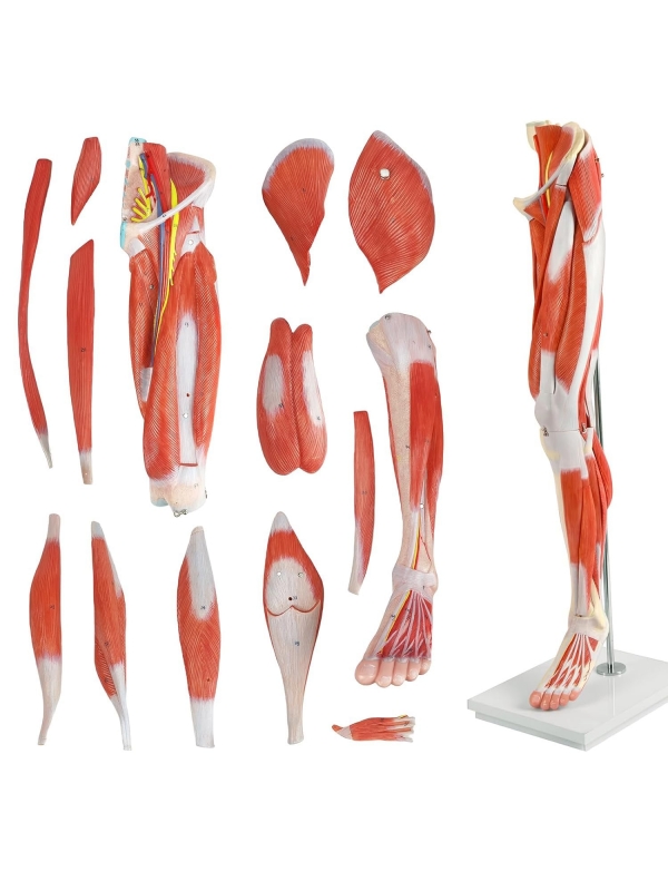 Muscular Leg Anatomy Model With Nerves & Vessels - MYASKRO