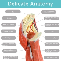 MYASKRO Arm & Leg Musculature Anatomy Model Set (Life-size | Removable into Multiple Parts)