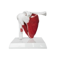 Shoulder Anatomy & Pathology Bundle - Myaskro