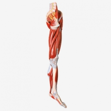 Muscular Leg Anatomy Model With Nerves & Vessels - MYASKRO