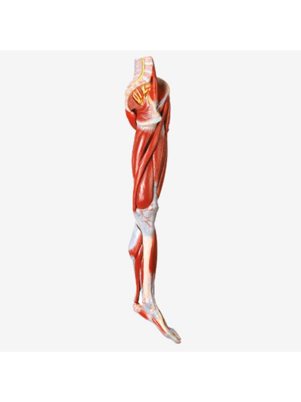 Muscular Leg Anatomy Model With Nerves & Vessels - MYASKRO