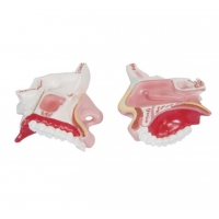 ENT Anatomy Bundle – Ear, Nose & Throat Models + Laminated Chart | MYASKRO