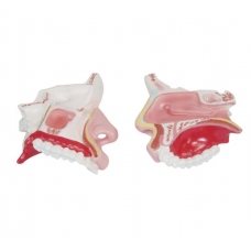 Nasal Cavity Model With Precise Anatomical Details - MYASKRO