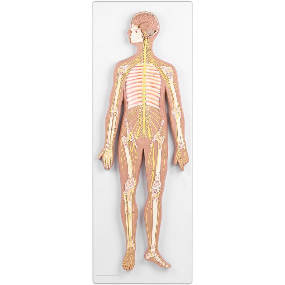 Nervous System Model - MYASKRO