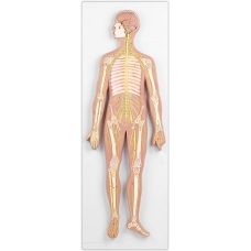 Nervous System Model - MYASKRO