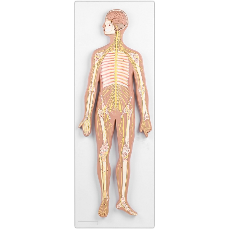 Nervous System Model - MYASKRO