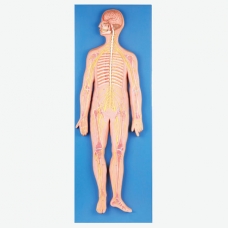 Nervous System Model - MYASKRO