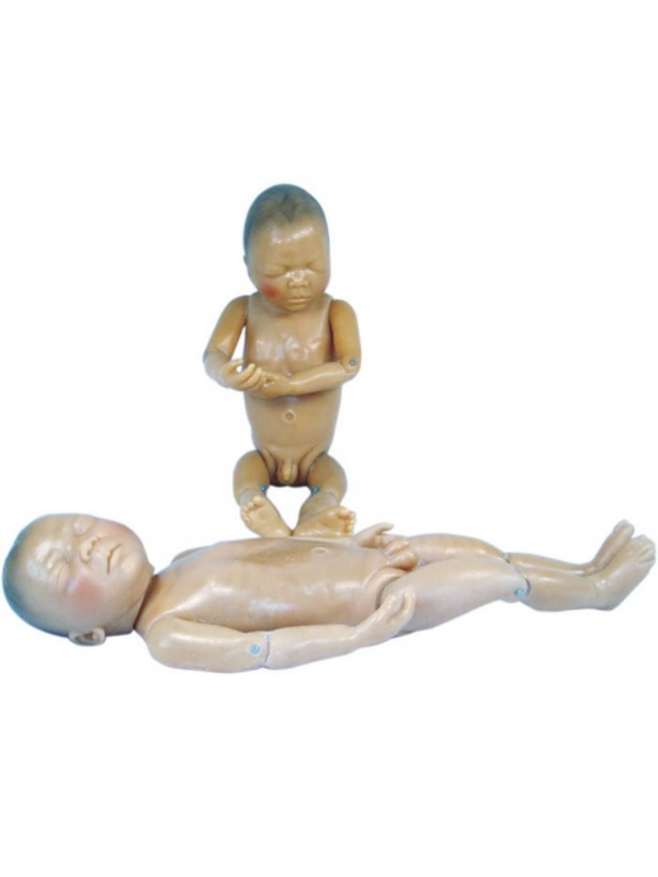 Newborn Baby Anatomical Model