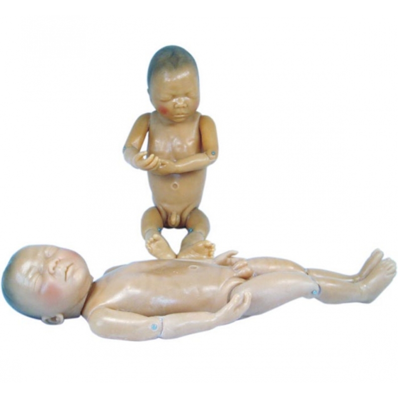 Newborn Baby Anatomical Model