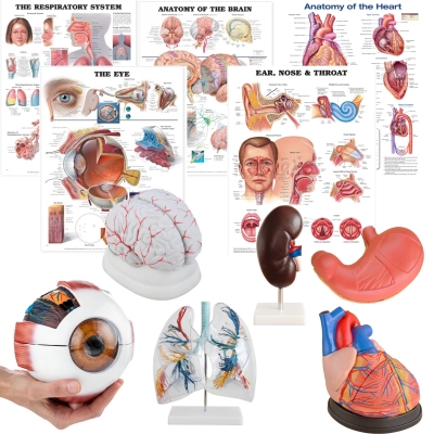 Human Organ Anatomy Bundle
