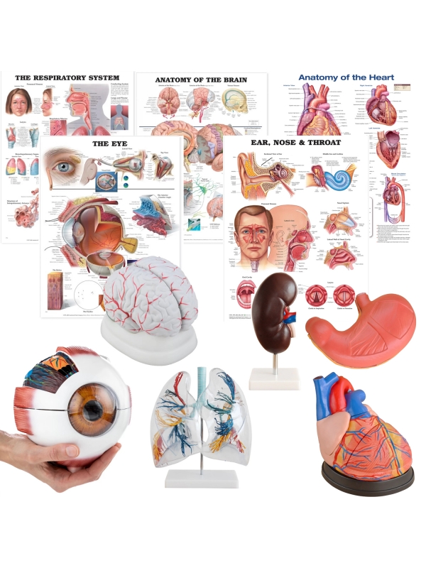 Organ Anatomy Bundle - Myaskro