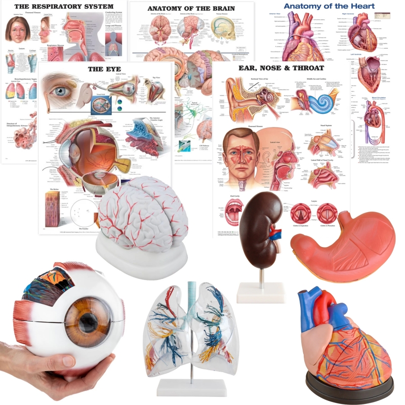 Organ Anatomy Bundle - Myaskro