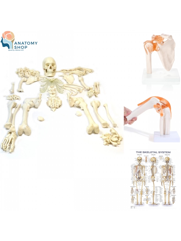 Ultimate Osteology & Joint Learning Kit – Boneset, Joint Models & Skeletal Chart