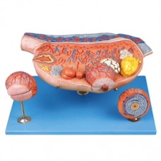 MYASKRO - Ovary Anatomical Model