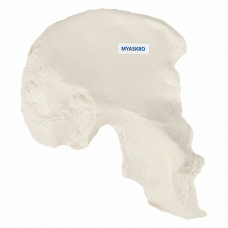 Pelvic (Hip) Bone Model - MYASKRO Pelvic (Hip) Bone Model - MYASKRO