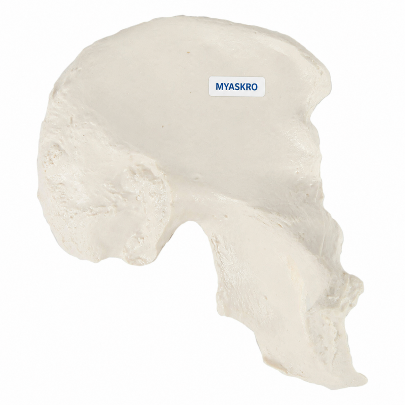 Pelvic (Hip) Bone Model - MYASKRO