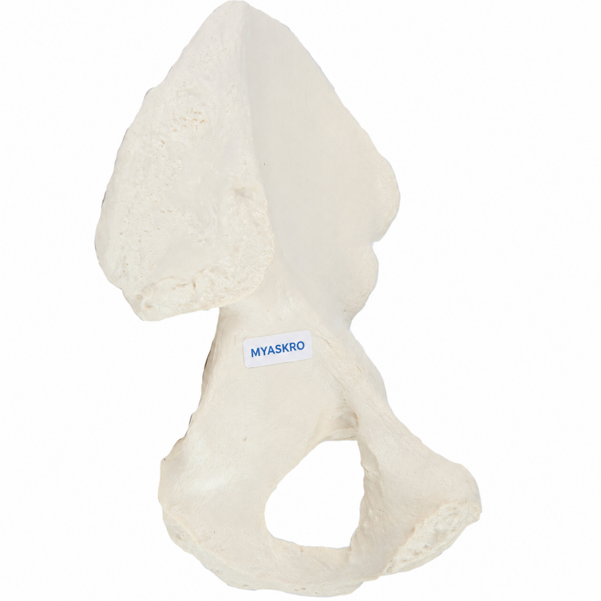 Pelvic (Hip) Bone Model - MYASKRO