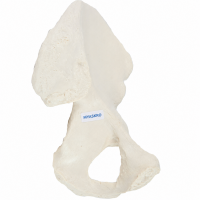 Pelvic (Hip) Bone Model - MYASKRO