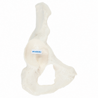 Pelvic (Hip) Bone Model - MYASKRO