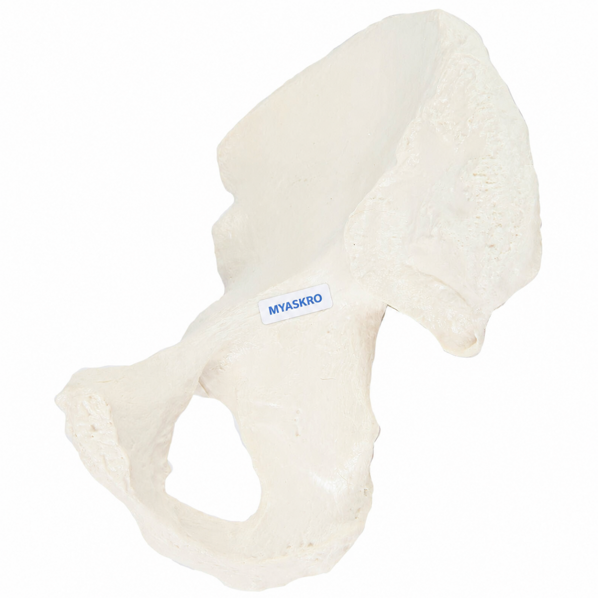 Pelvic (Hip) Bone Model - MYASKRO
