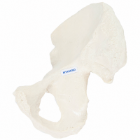 Pelvic (Hip) Bone Model - MYASKRO