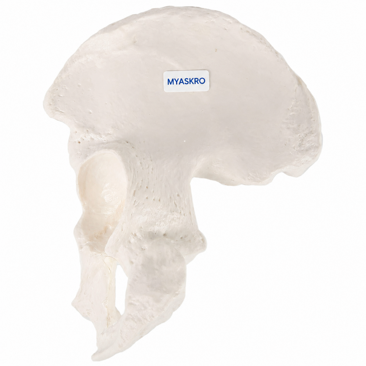 Pelvic (Hip) Bone Model - MYASKRO