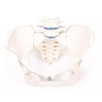 Lower Back Pain Models + Chart Bundle | 85cm Spine Model, Lumbar Herniated Disc Model & Pelvis with 2 vertebrae