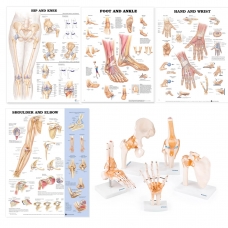 Peripheral Joint Anatomy Bundle - Myaskro