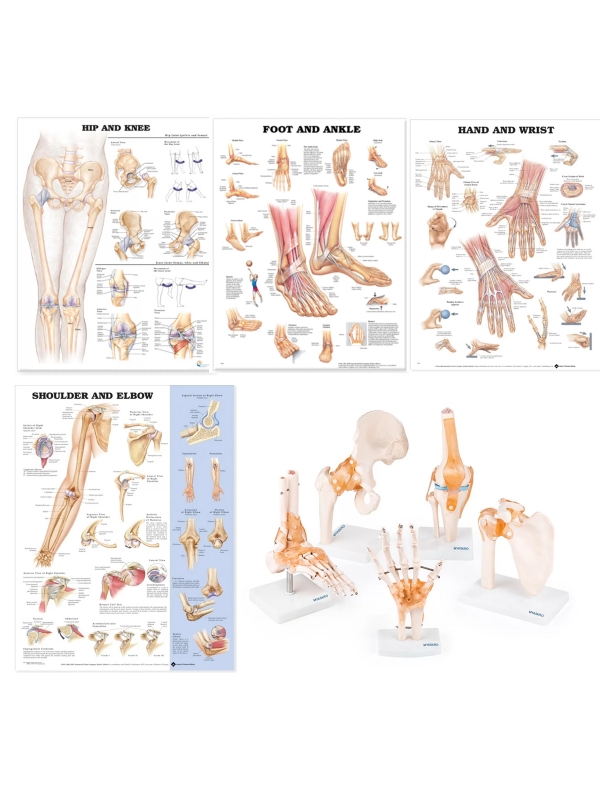 Peripheral Joint Anatomy Bundle - Myaskro