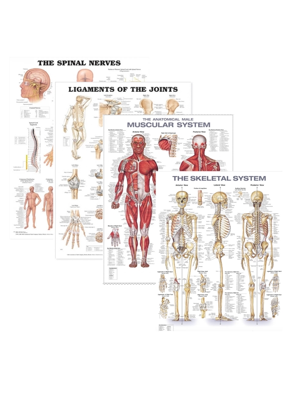 Physiotherapy Anatomical Charts Bundle (Set of 4 Charts) | 52cm x 70cm with Special Lamination and Rollers