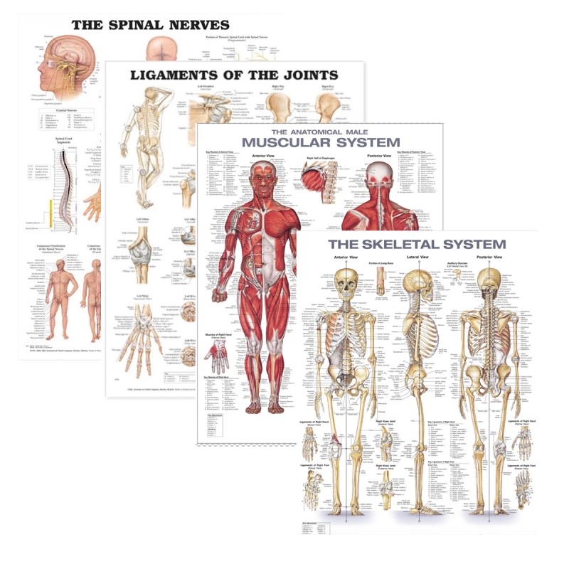Physiotherapy Anatomical Charts Bundle (Set of 4 Charts) | 52cm x 70cm with Special Lamination and Rollers