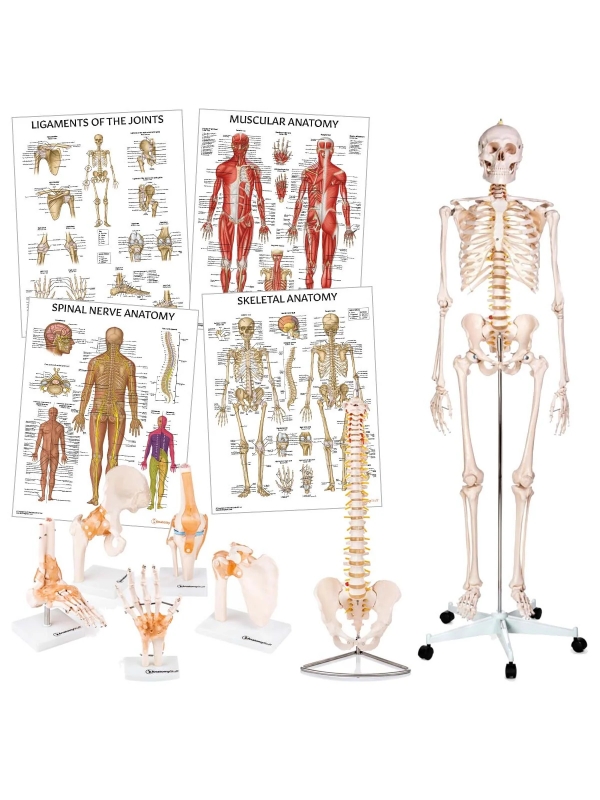 Physiotherapy Teaching Bundle - Myaskro