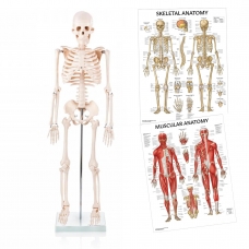 Pilates Anatomoy Bundle - Myaskro