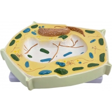 Plant Cell Model (3D Section on Stand) Plant Cell Model (3D Section on Stand)
