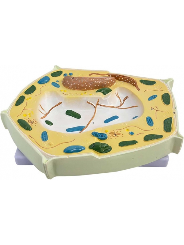 Plant Cell Model (3D Section on Stand)