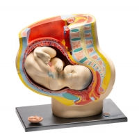 MYASKRO School Anatomy Model Set