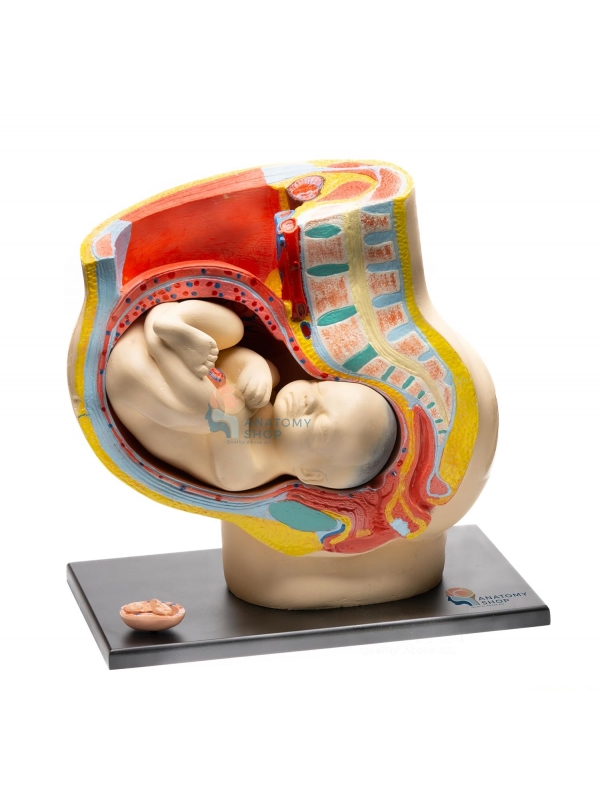 MYASKRO - Pregnant Female Pelvis Section Model With Fetus