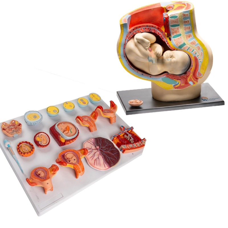 MYASKRO Pregnancy Anatomy Model Bundle