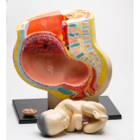 MYASKRO Pregnancy Anatomy Model Bundle