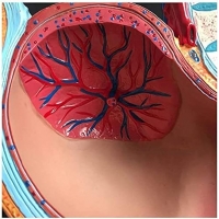 MYASKRO Pregnancy Anatomy Model Bundle