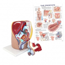 Prostate Anatomy and Pathology Bundle - Myaskro