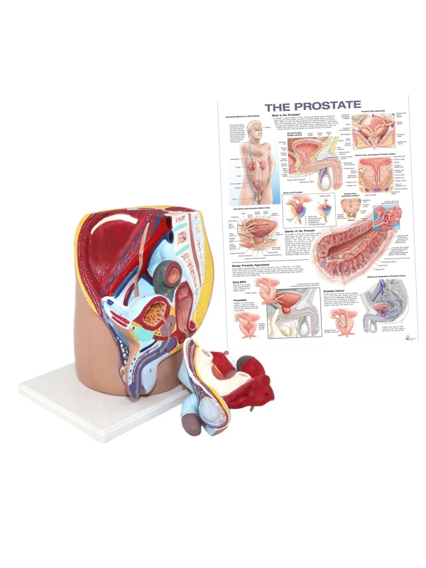 Prostate Anatomy and Pathology Bundle - Myaskro