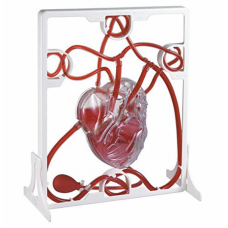 Human Heart Pumping Model - MYASKRO