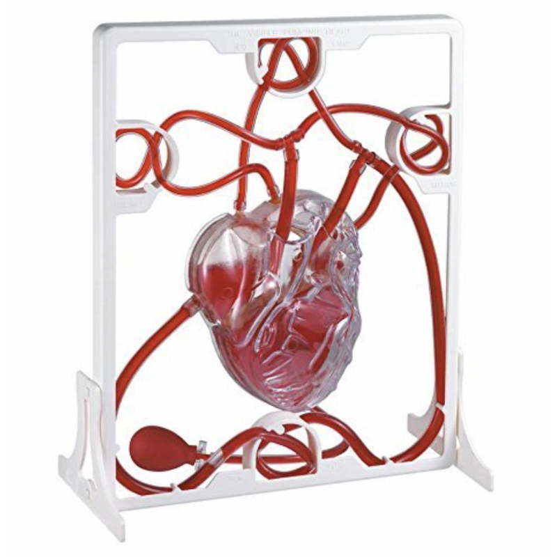 Human Heart Pumping Model - MYASKRO