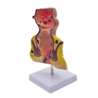 Rectum and Anal Canal Anatomical Model - Myaskro